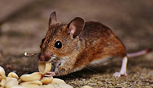 24 Hour & Emergency Exterminators in Hamilton, OH